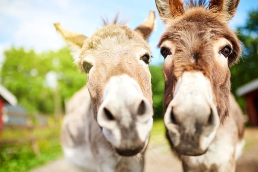 Closeup shot of two donkeys on a farm